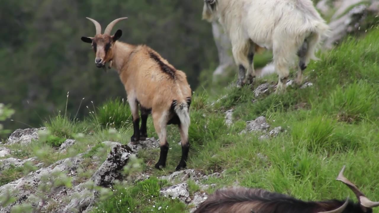 Amazing and wonderful sheep animal