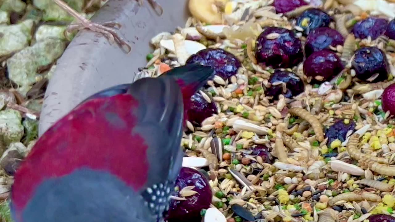 aviary birds