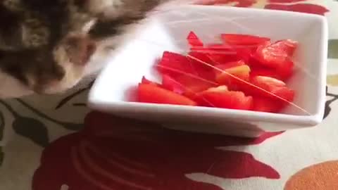 Grey cat eating red bell peppers from white bowl