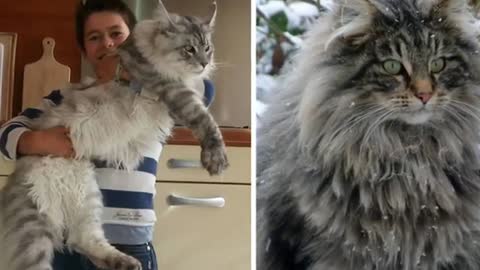 Top 10 Most Loyal Cats in the World!