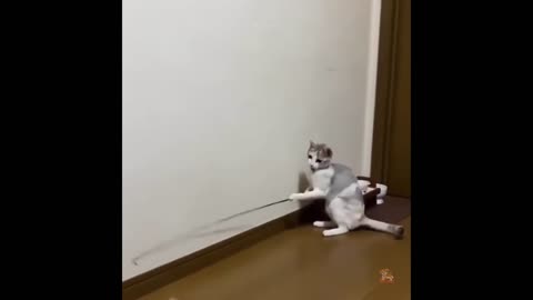 Funniest Animals - Best Of The 2021 Funny Animal Videos #4