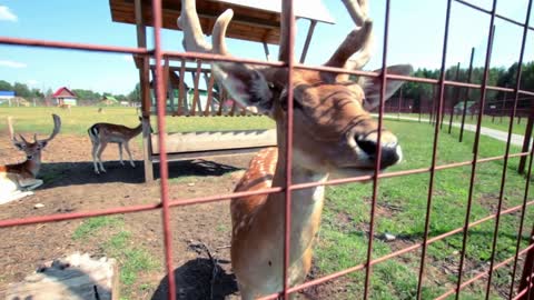 Young deer with antlers behind metal grid in zoo