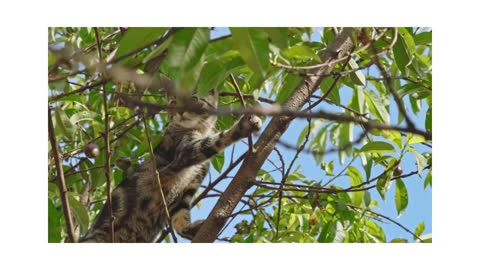 CAT playing IN THE TREE