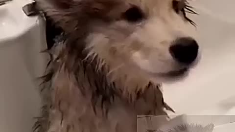 Give you a bath