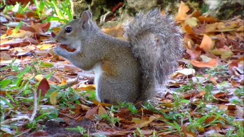 Squirrel eating in the Wild