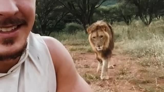 never turn back to a lion