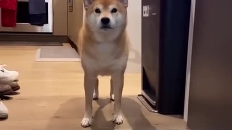 Dog Owner ABUSES his Shiba Inu #cat #cute #kitten #pets #meow