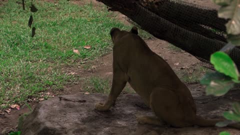 The lazy lioness is taking shelter under the tree