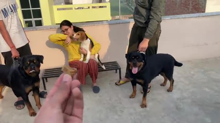 Khushi pe attack krdiya cony ne