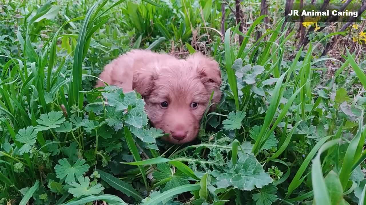 cute poor puppy crying asking for human help || Animal rescue that melt your heart 😔