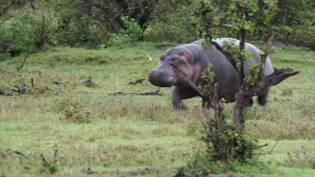 Hippo On The Run