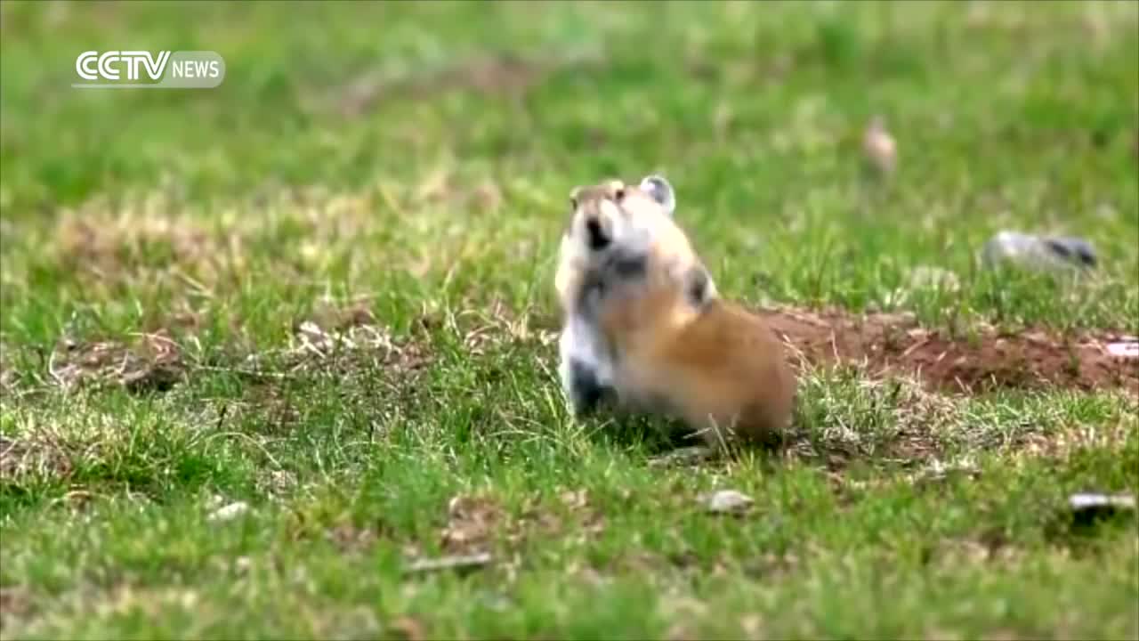cuttest pika in the world