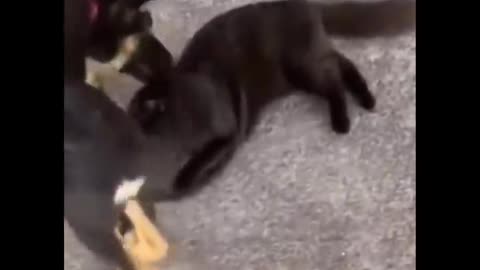 Funniest Cats 😹 - Don't try to hold back Laughter