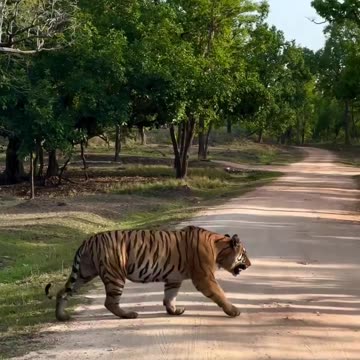 International tigers day 4