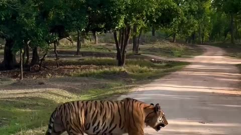 International tigers day 4