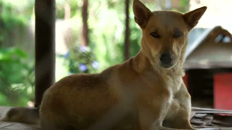 Dogs in shelter behind cage net. Looking and waiting for people to come adopt