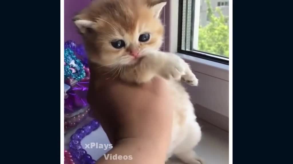 cute cats # 7