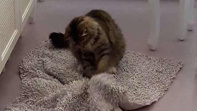 Cute Cat playing on Carpet