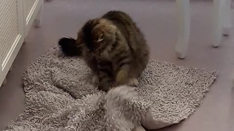 Cute Cat playing on Carpet