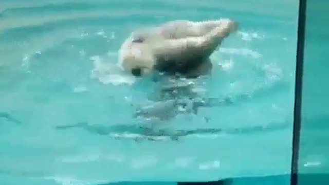 Funny shark can roll amazingly (Cute Video)