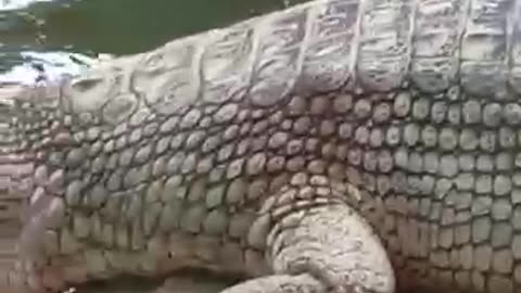 ##viral#crocodile in water