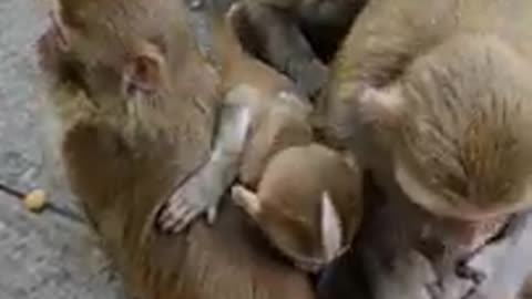 Funny monkey clip videos # 283