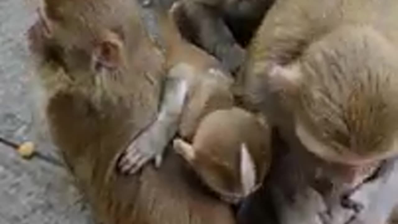 Funny monkey clip videos # 283