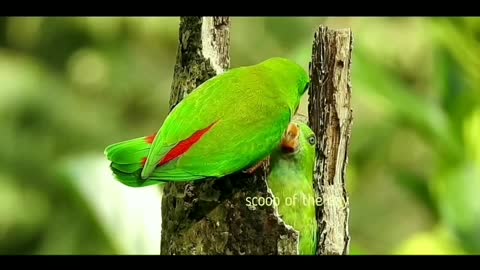 Feeding behavior of parrots: A Cute feeding time showing strong affection bond