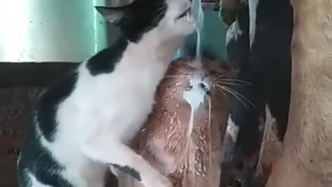 Cats drink milk