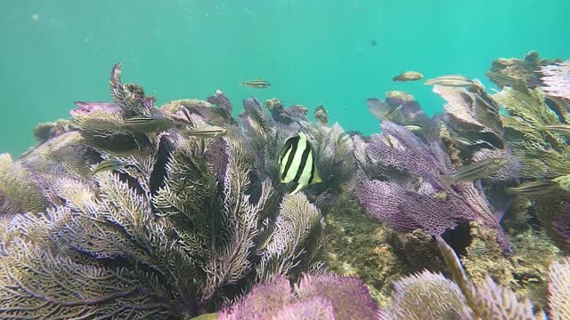 Freedive in Castle Harbour, Bermuda