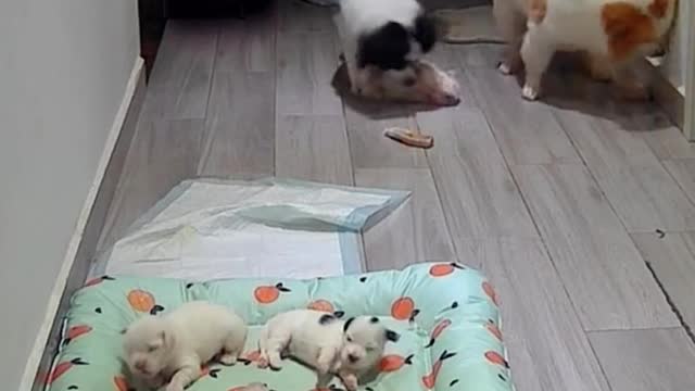 In order to protect the food, the dog father murdered his puppy.