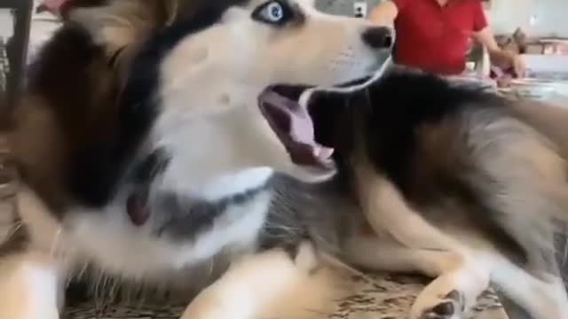 No nonsense dog doesn't want to hear about warranties
