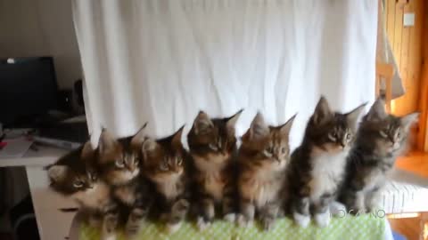 Funny cats