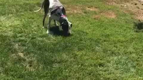Dog plays dead to avoid leaving