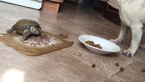 Amazing in the animal world. Two friends a turtle and a dog are having breakfast