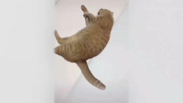 hilarious animals