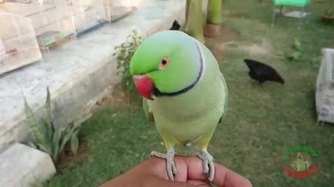 Super Cute Parrot Sounds