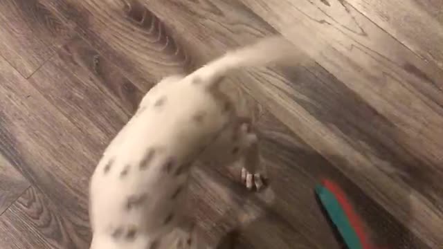 Rambunctious Dalmatian puppy playing with her toy