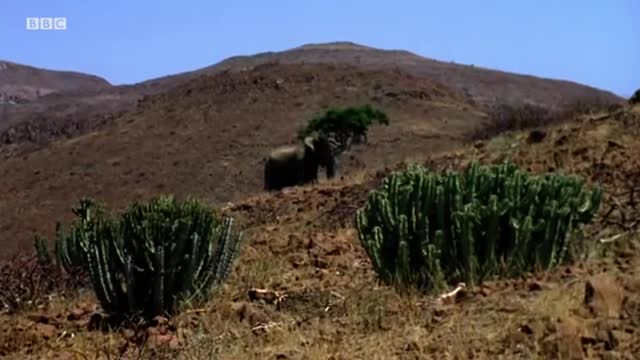 Elephants Struggle to Keep Cool in the Desert Heat | Elephant Nomads of the Namib Desert | BBC Earth