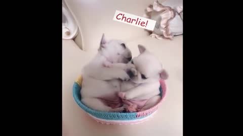 Cute baby animals Videos Compilation Funniest and Cutest moment of animals