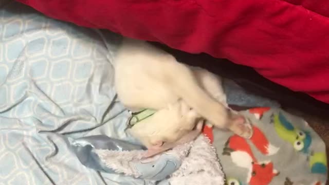 folding clothes is impossible with this dude