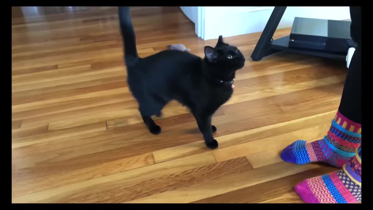 How to train a cat to follow you and sit!