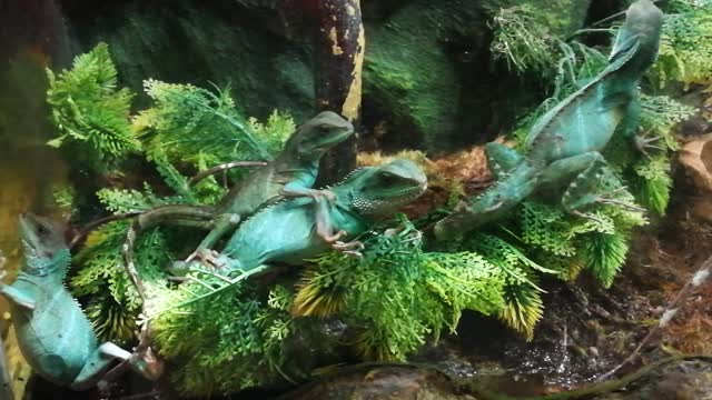 Green chameleons fighting for their place in aquarium