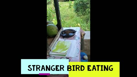 Stranger Feeding Food