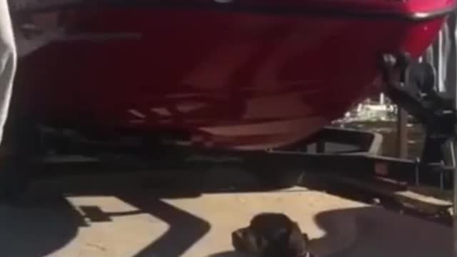 Cute 6-Month Old Labrador obedience training