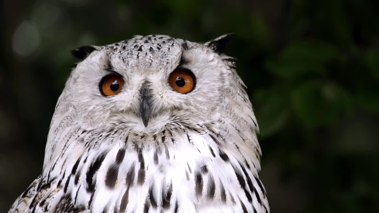 Snowy owls are white in color