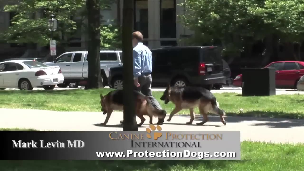 Unleashed Obedience Walking Two German Shepherds Down the Road in Boston