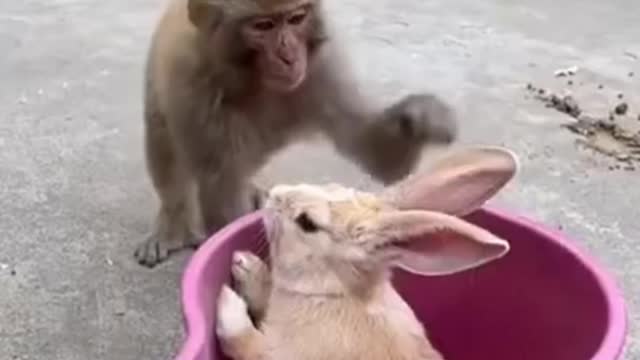 Funny monkey video ever seen 😂🤣😂 with best music