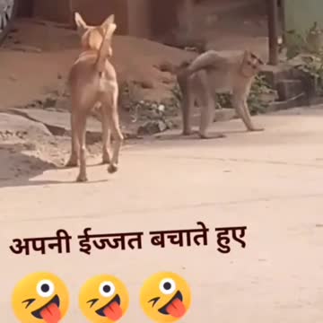 Animal funny
