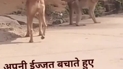 Animal funny